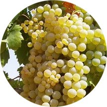 Raisins de vin rouge espagnols