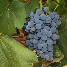 Macération Carbonique dans les Vins